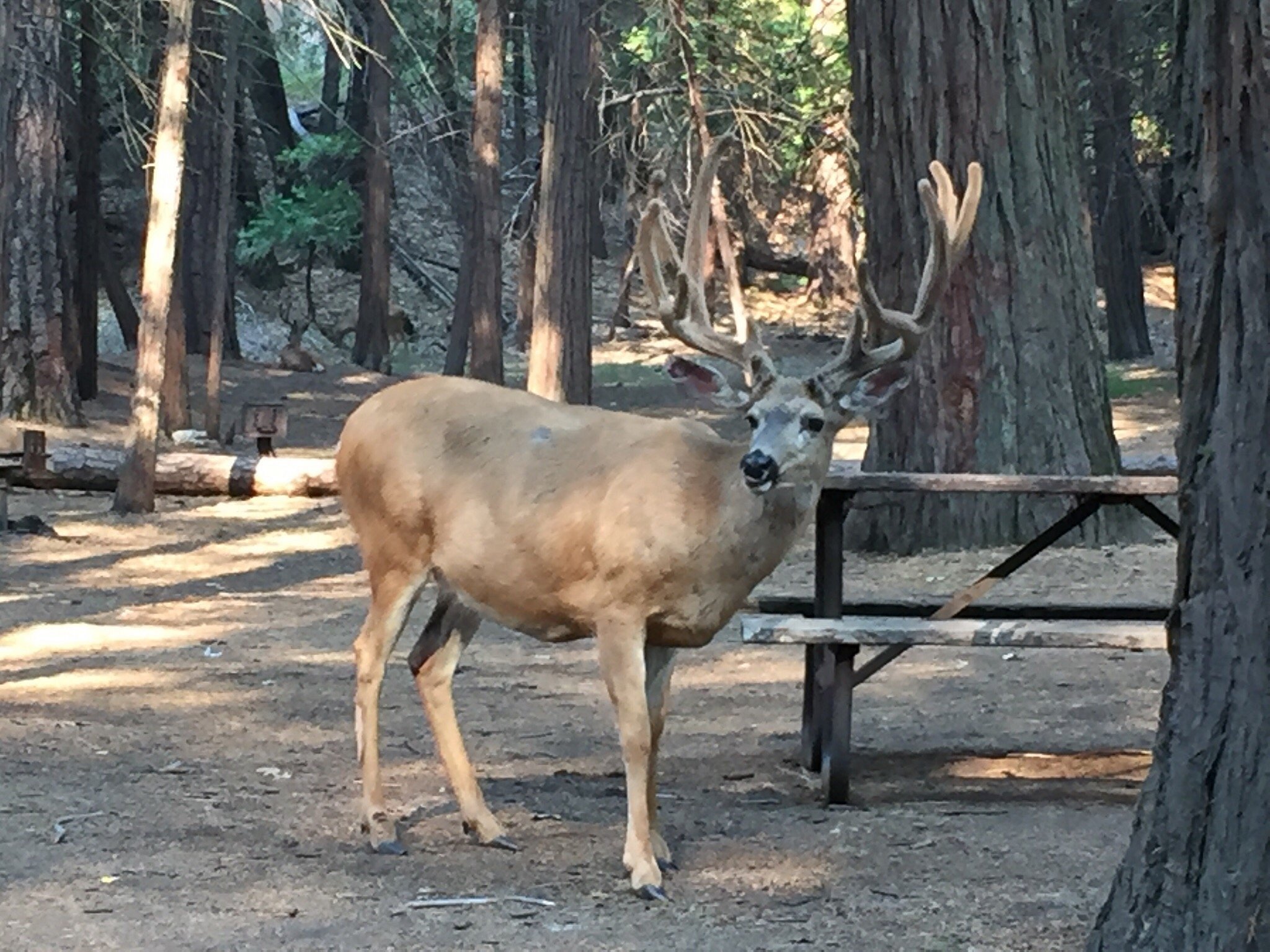 deer
