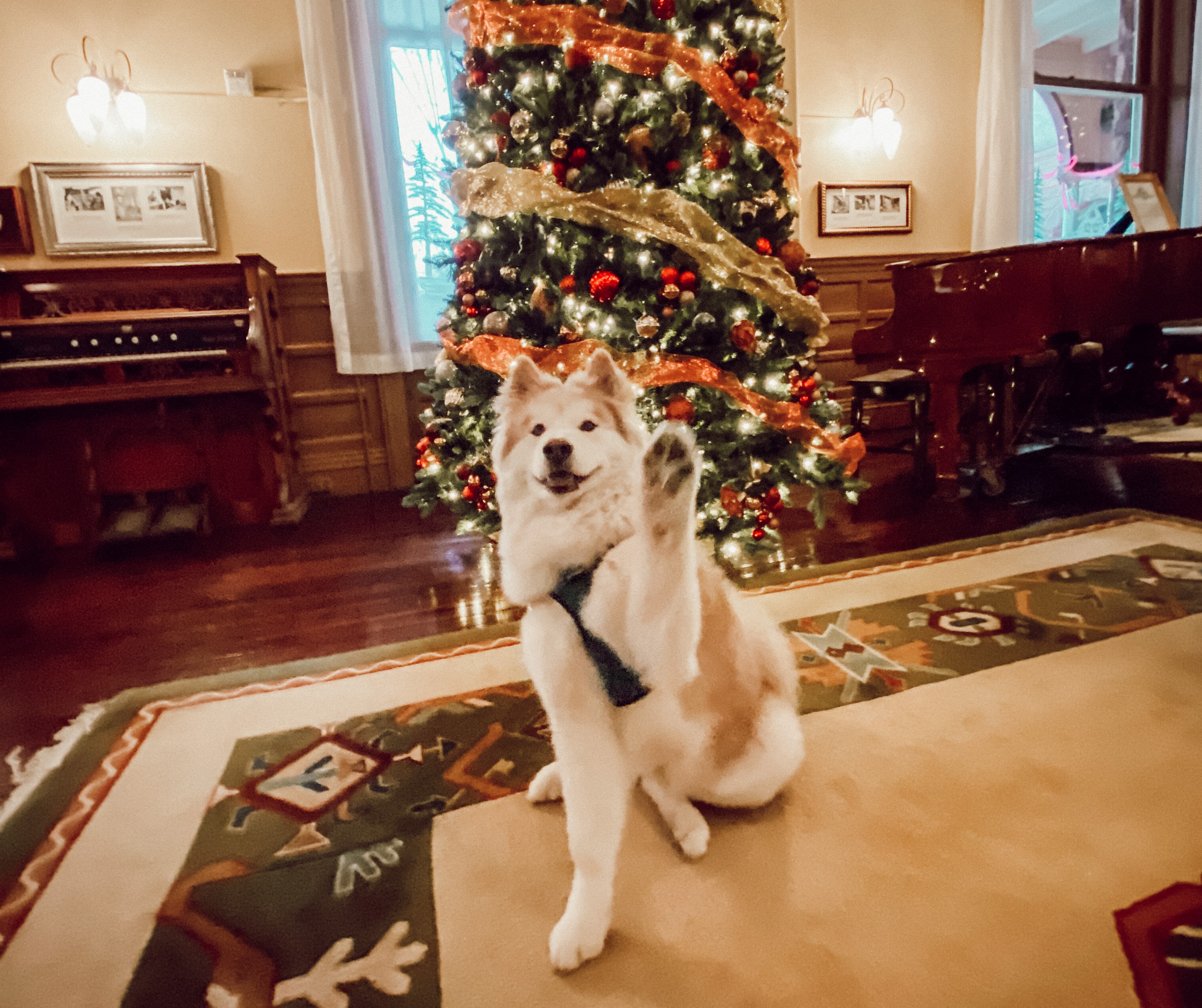 doggy-high-five-at-hotel-colorado