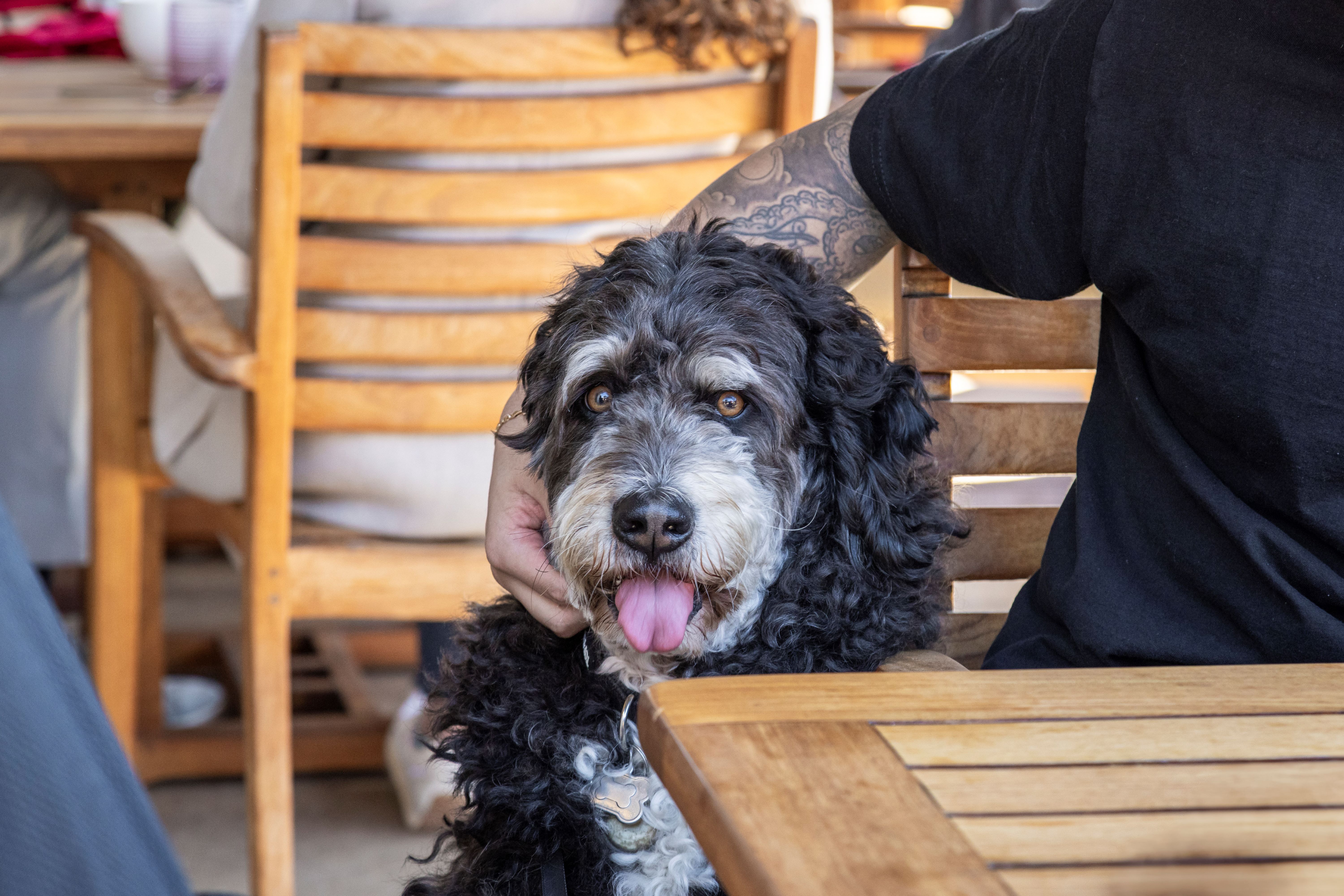 pet-friendly-hotel