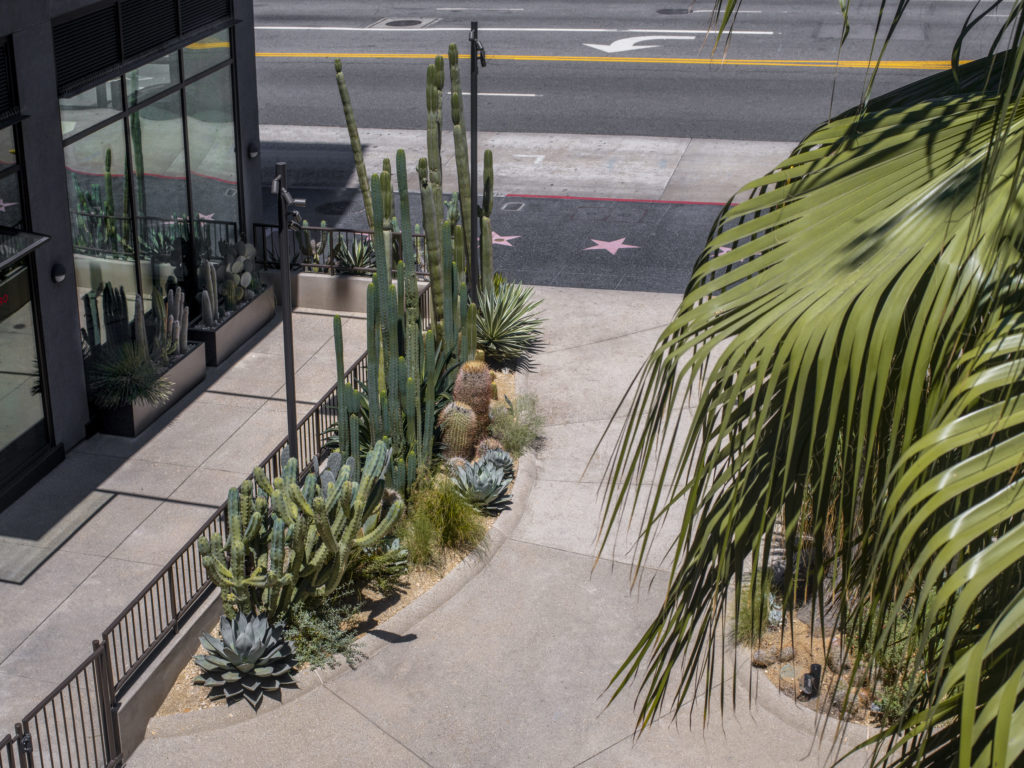 EL-CENTRO30-cactus-maximus-garden-agency-2021-06