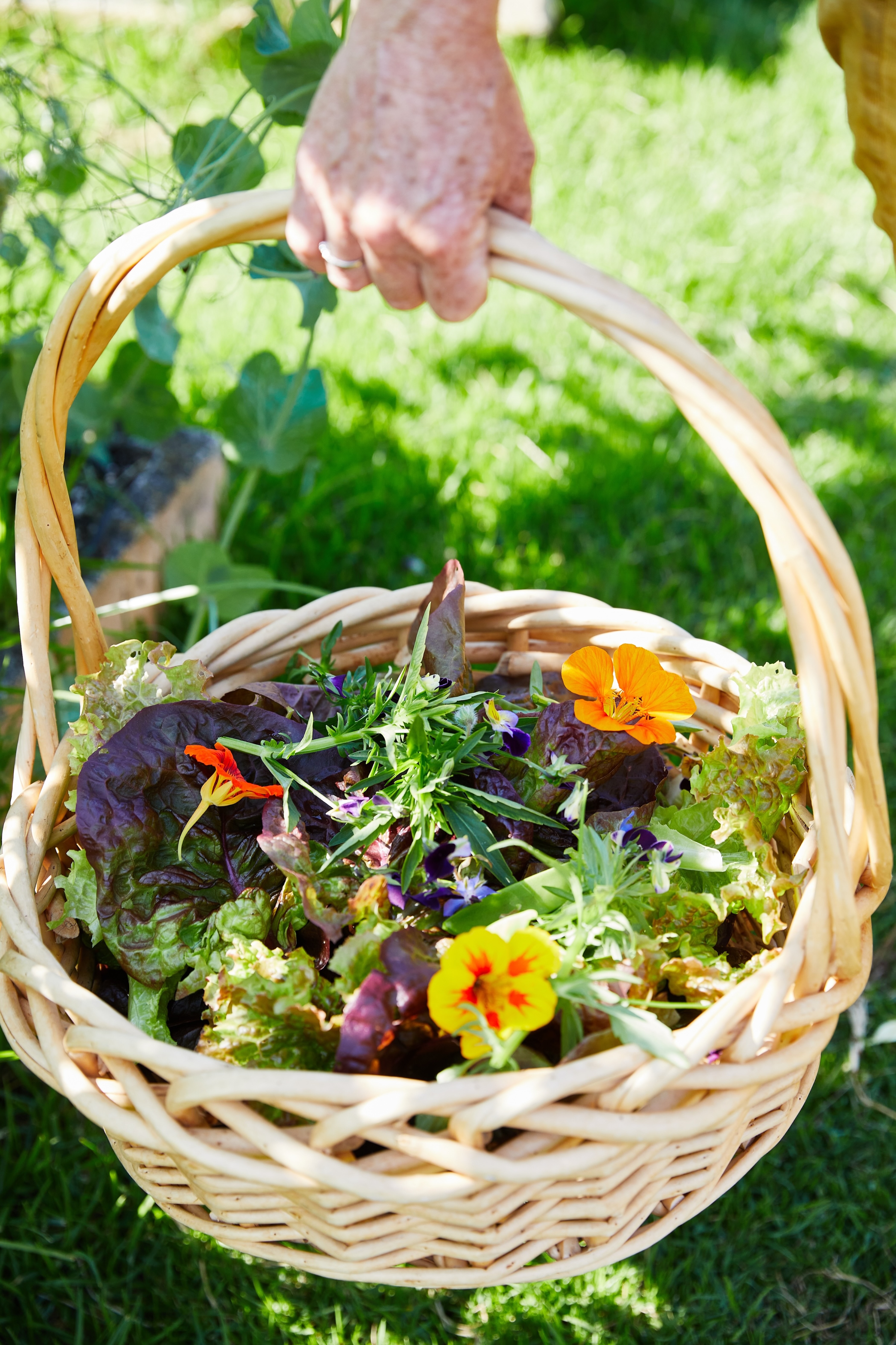 garden-harvest