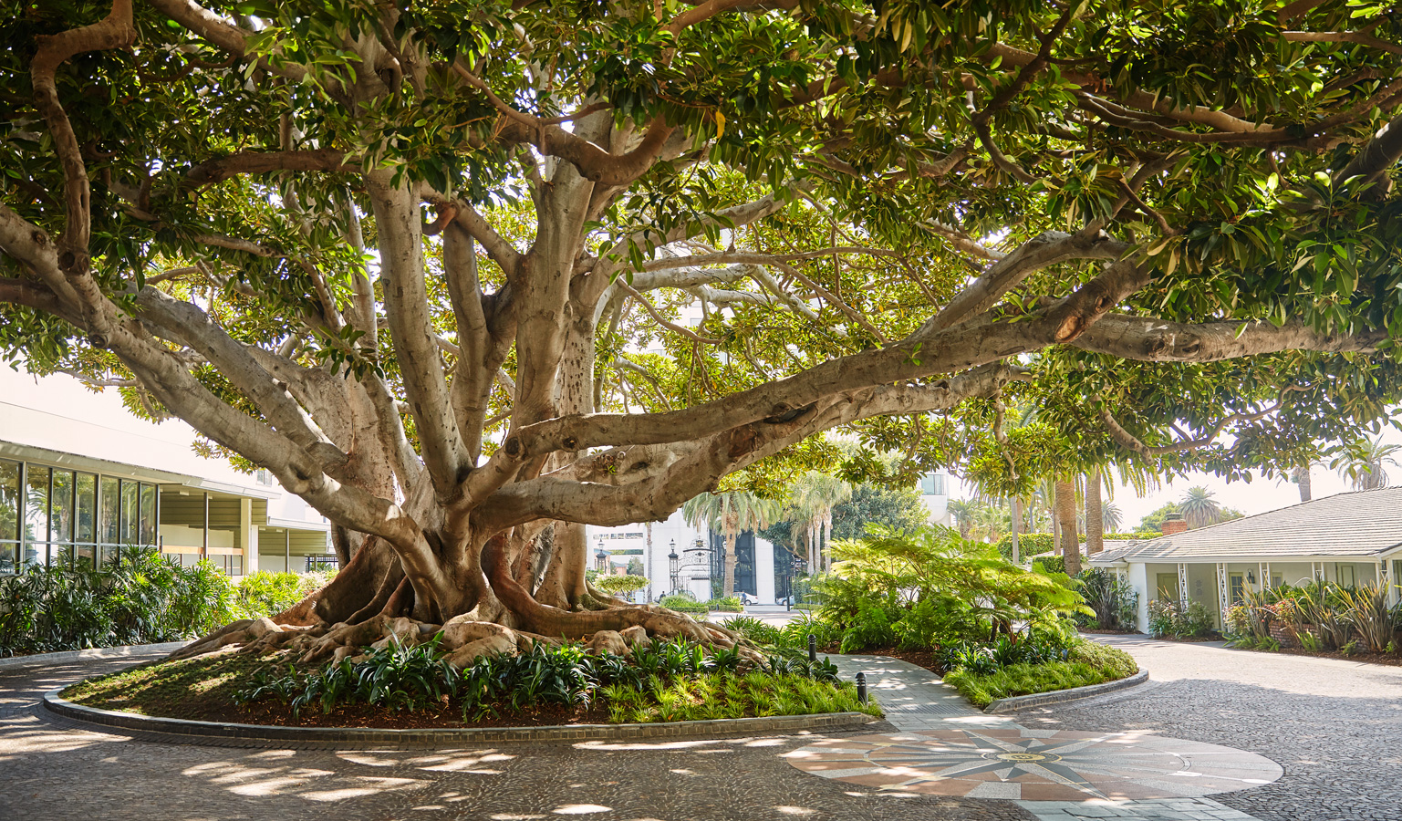 fairmont-miramar-hotel-bungalows_front-drive_fig-tree