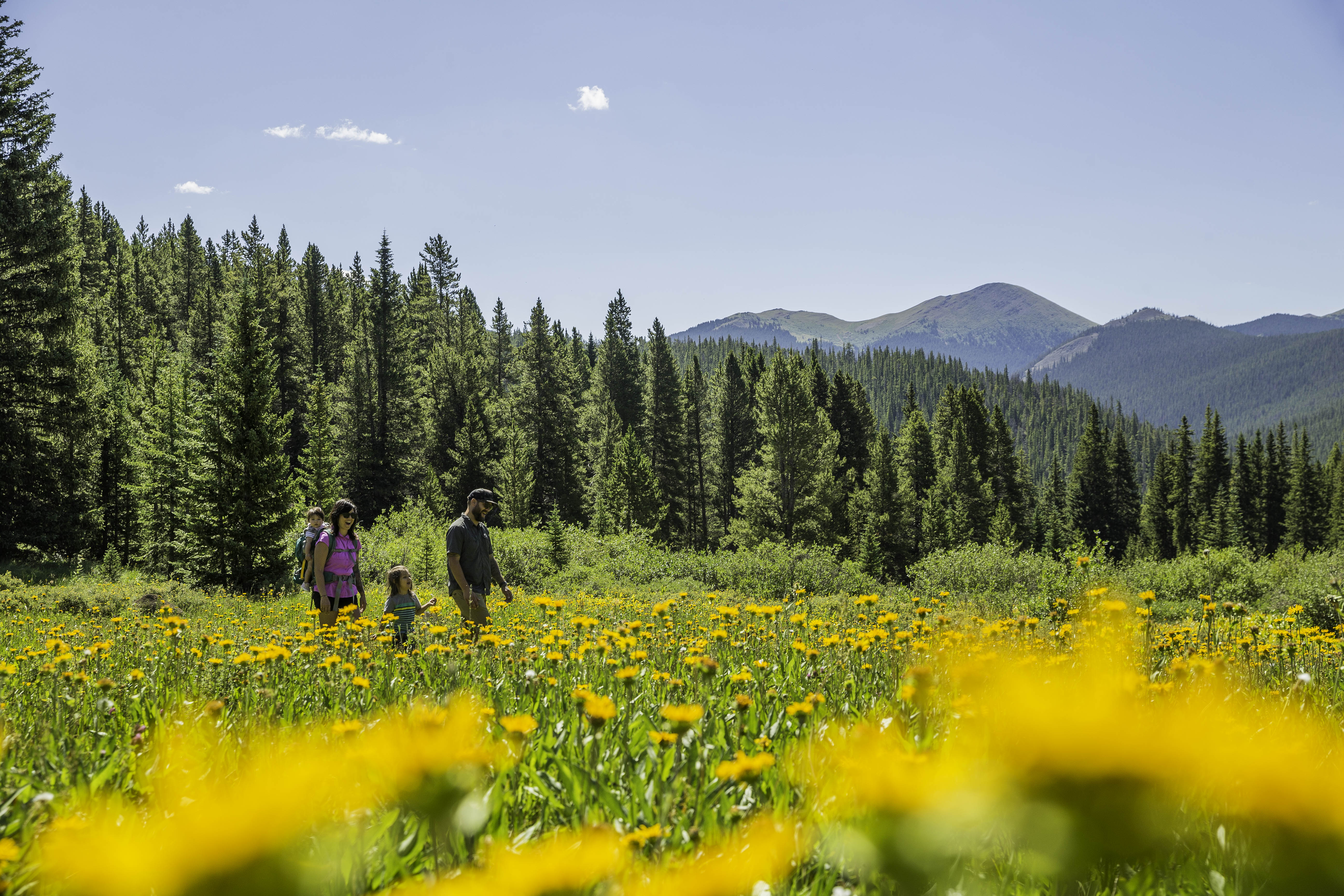 when-the-wildflowers-bloom-in-summertime-breckenridge-transforms-into-a-world-of-color