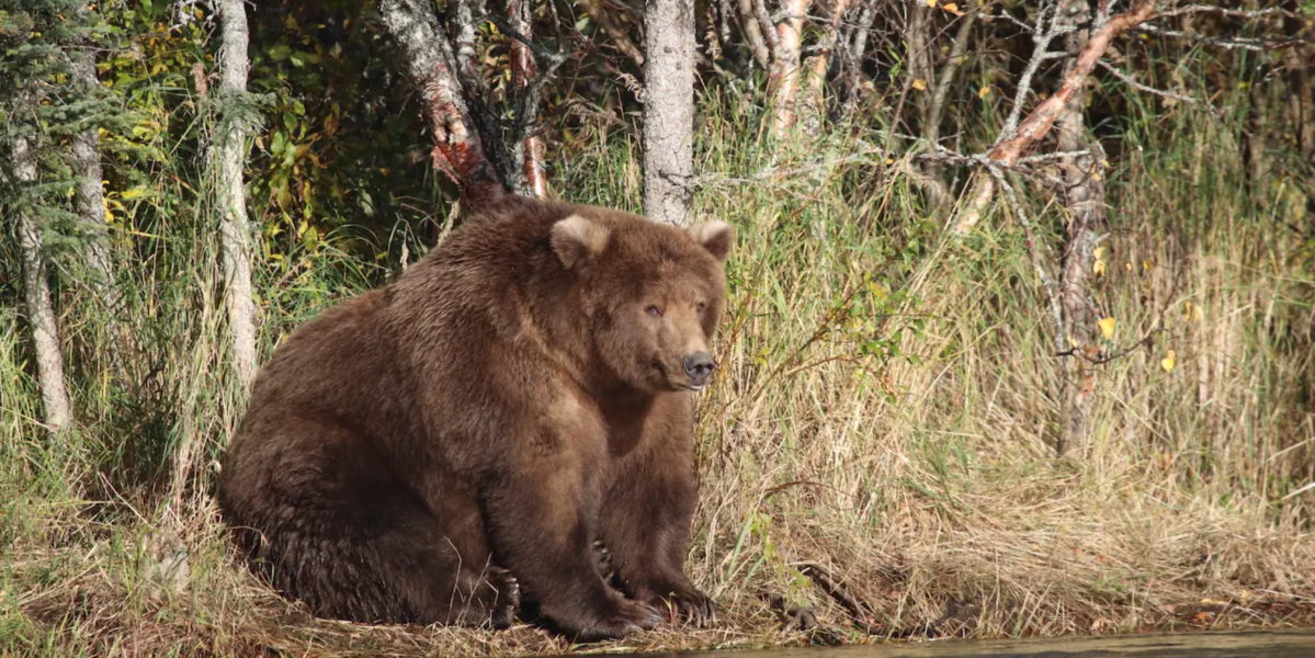 Survival of the Fattest: Katmai National Park’s Fat Bear Week Is Here
