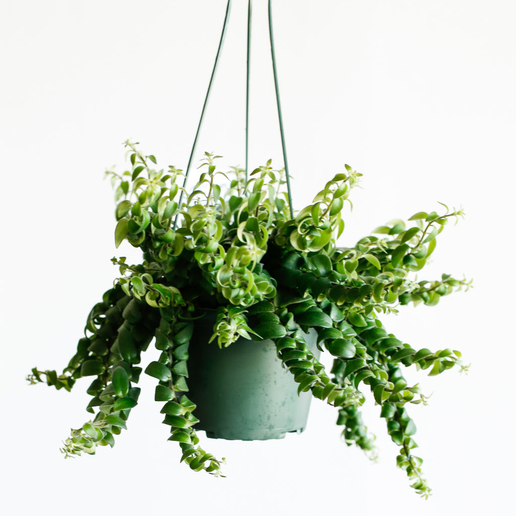 Folia Collective Aeschaynthus Radicans Rasta