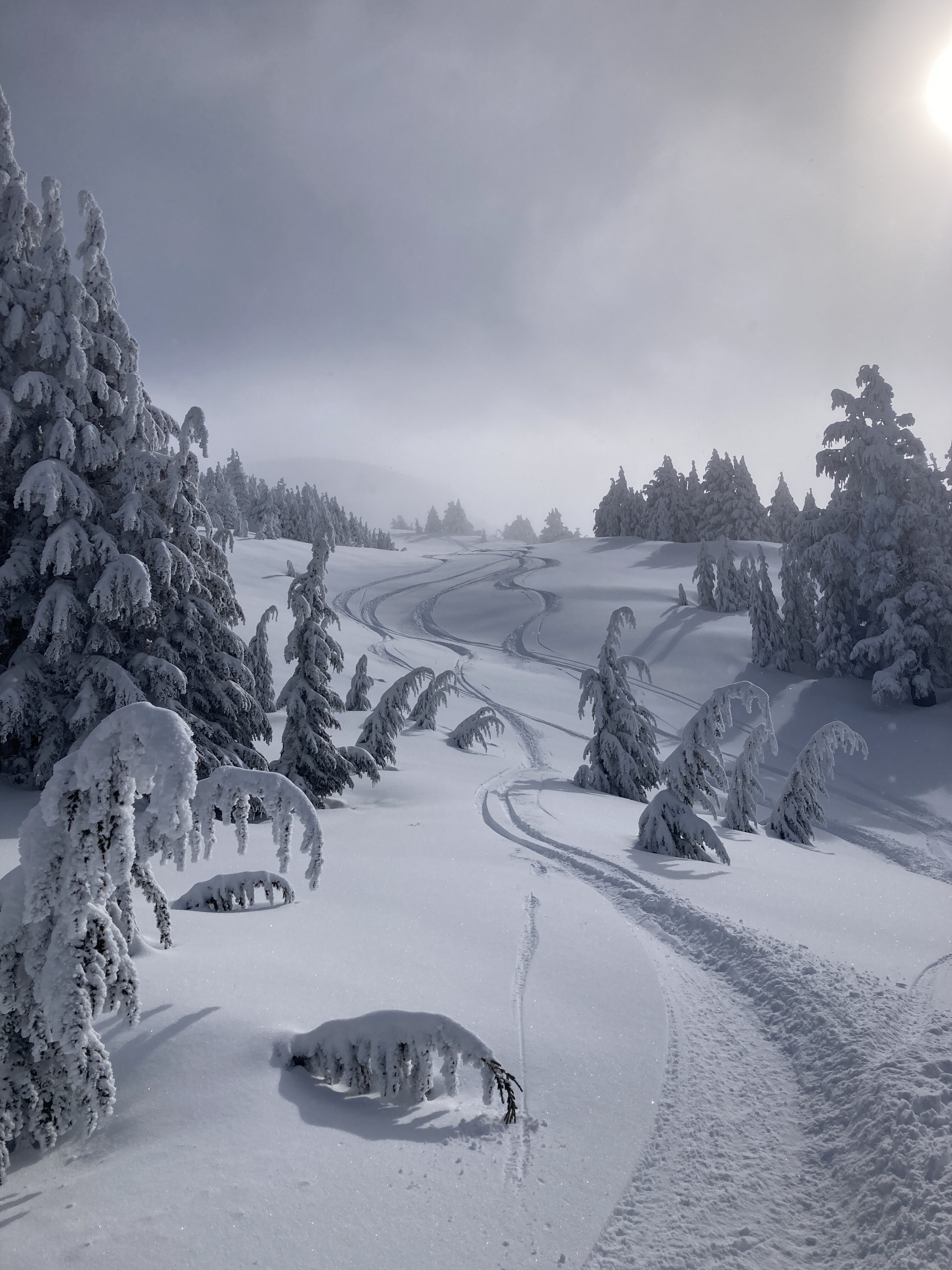 fresh-tracks