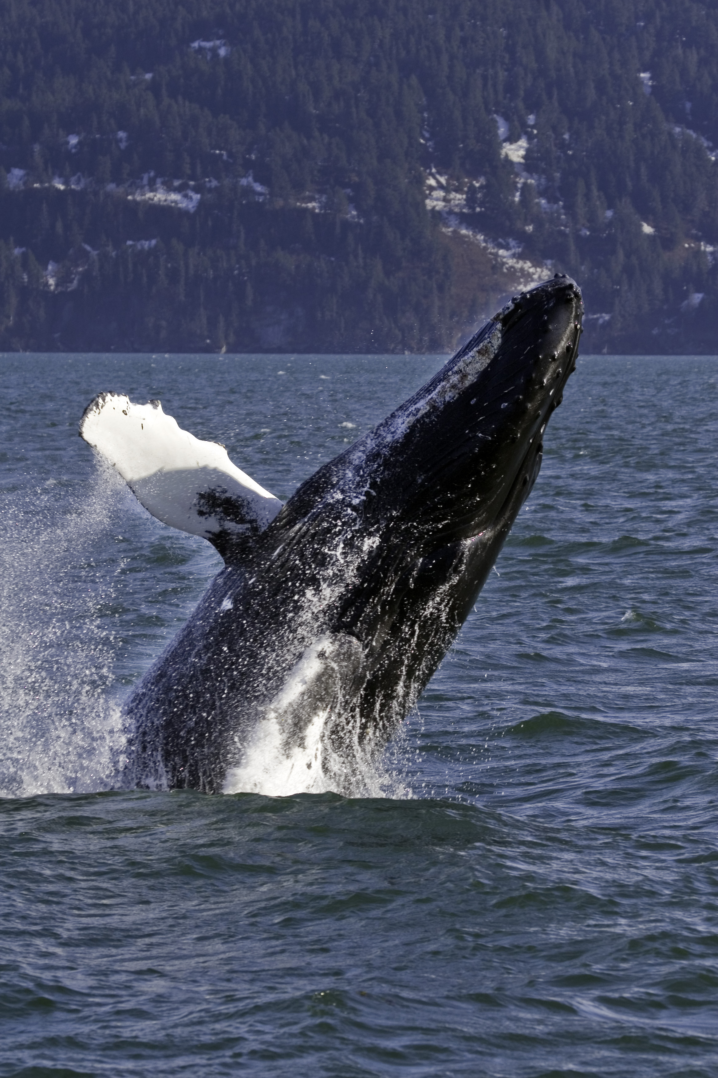 humpback-whale-prince-william-sound-alaska