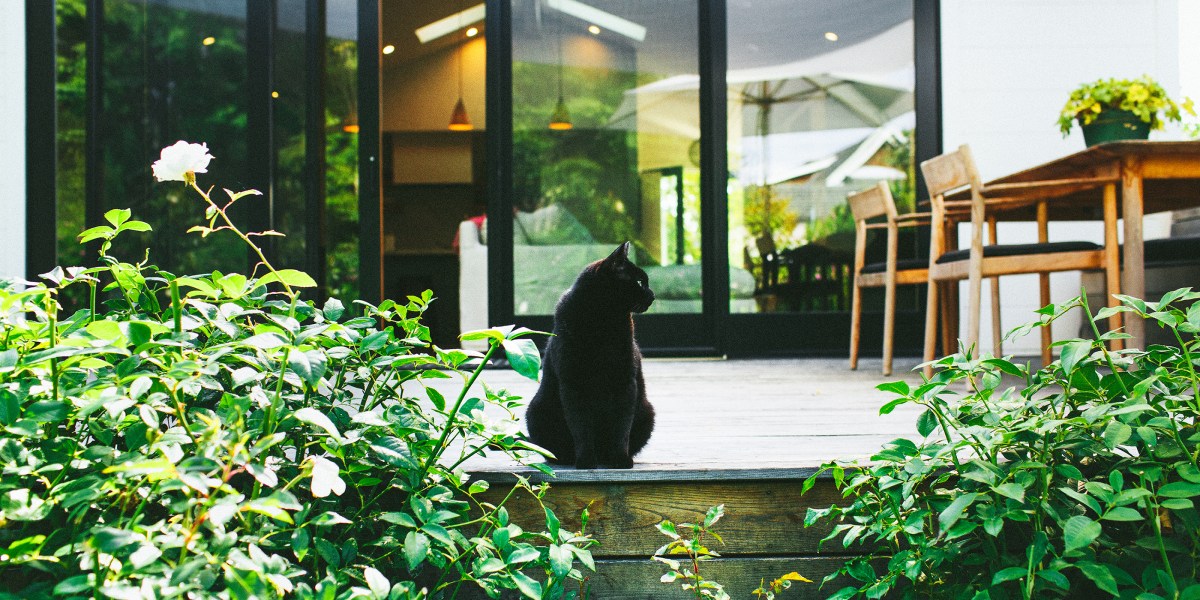 Black cat on porch