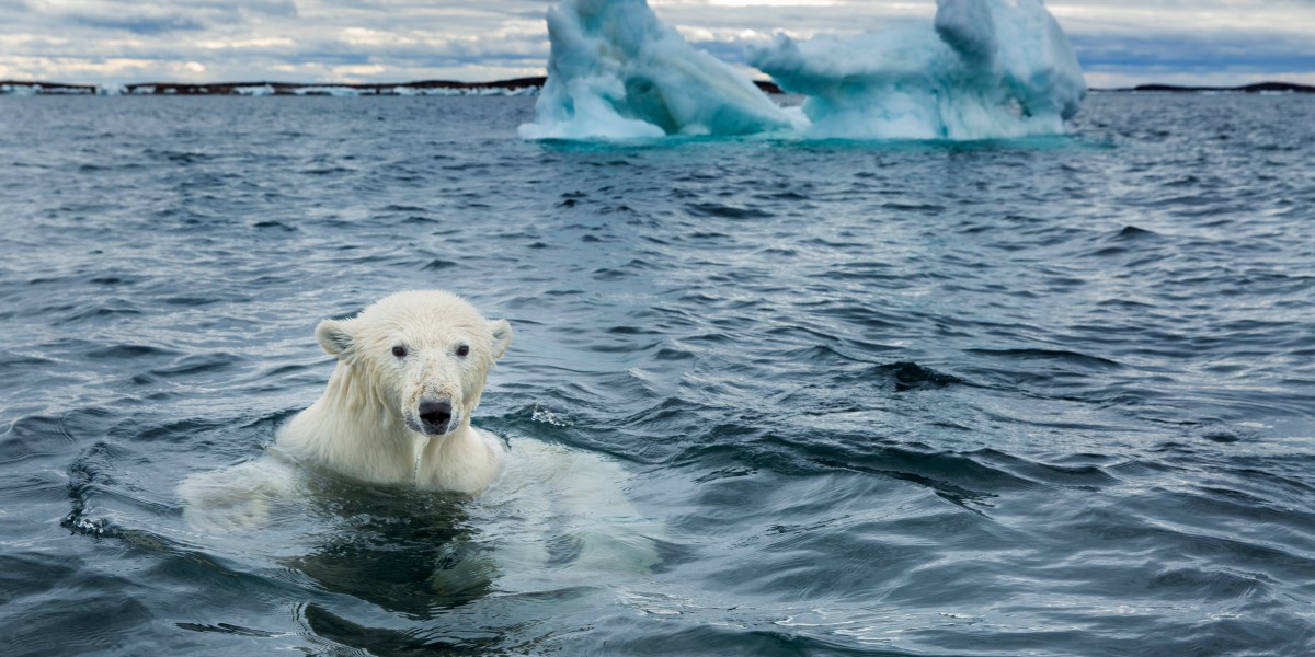 Polar Bear Swimming