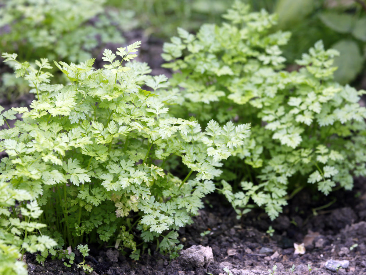 garden-chervil -gettyimages-0421