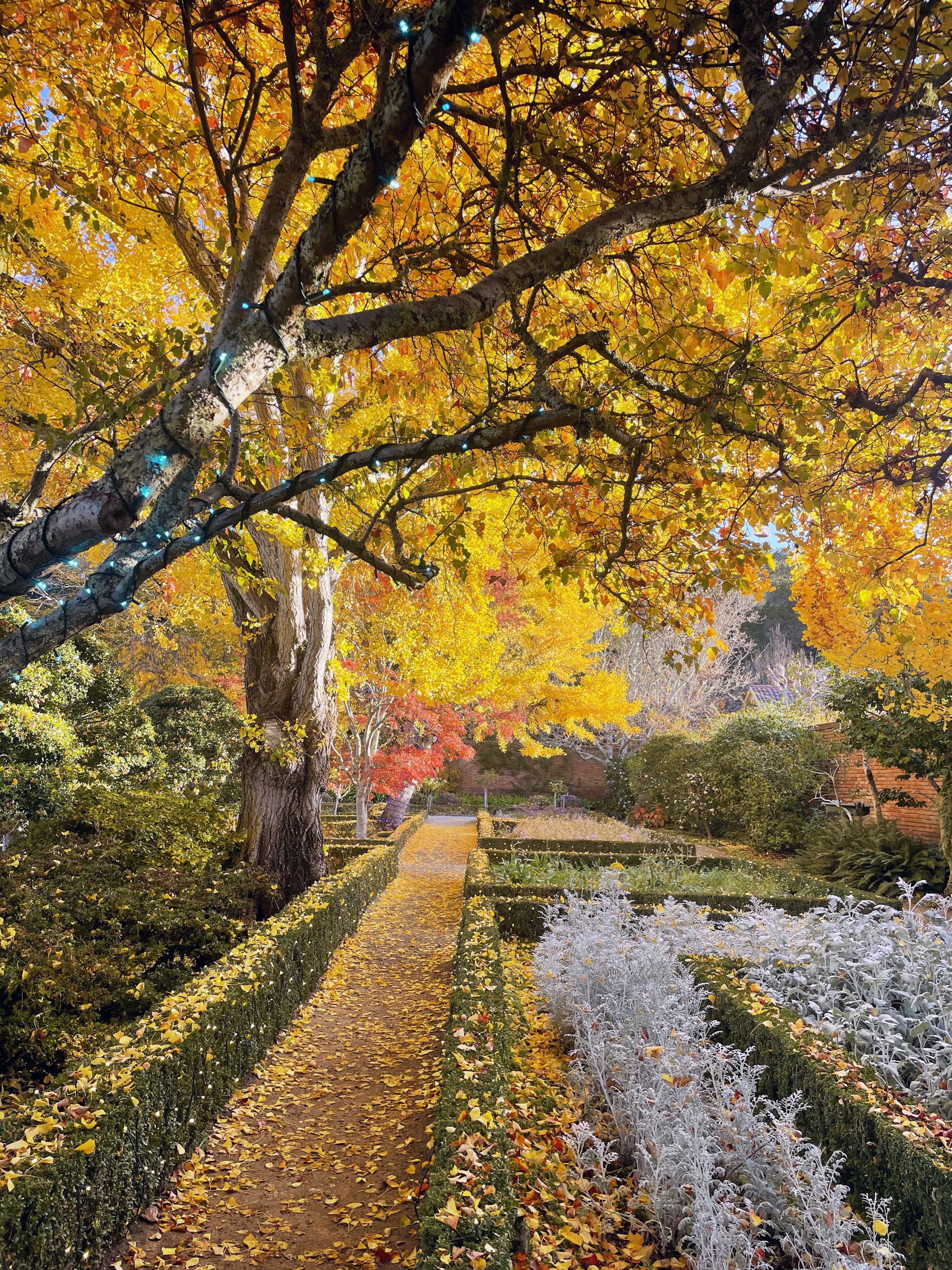 gingko-holiday-color