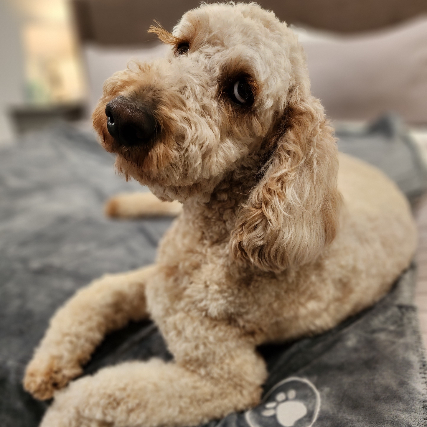 gizmo-enjoys-juno-suite