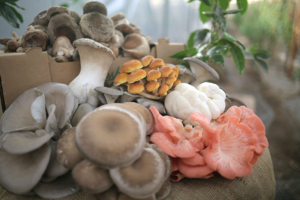 Golden State Papayas mushrooms at market