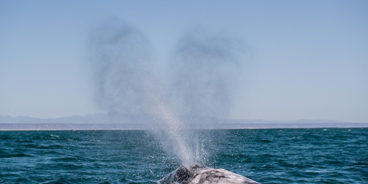 The Whales of Baja