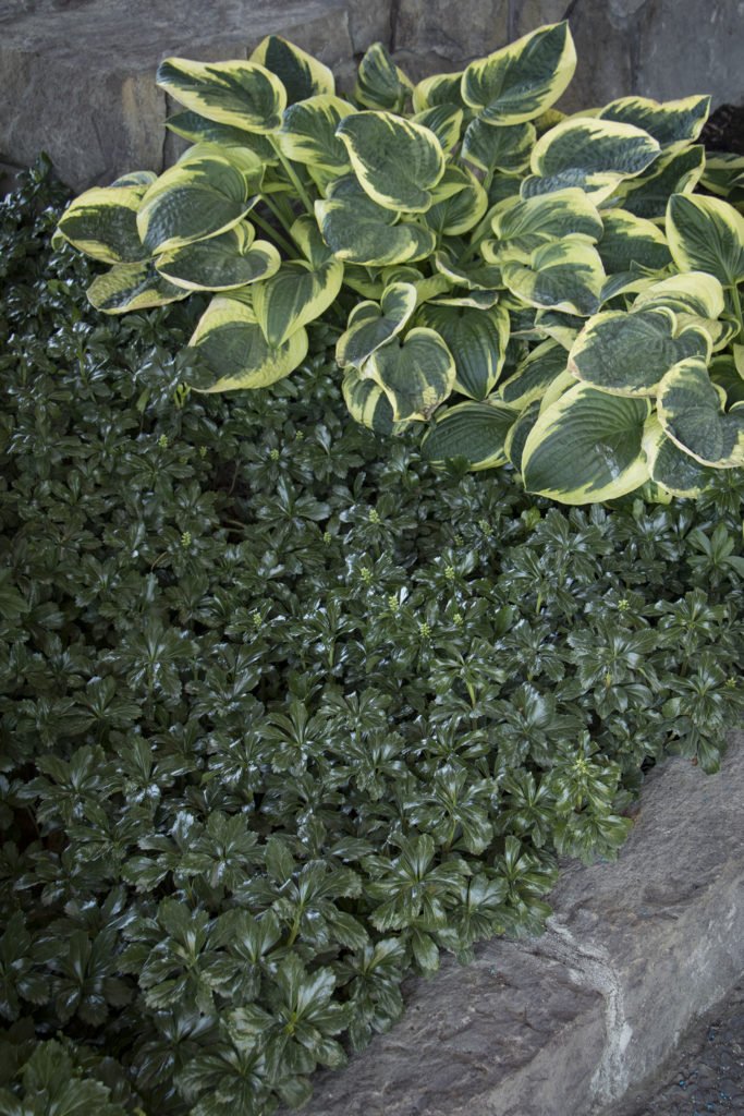 Green Sheen Pachysandra