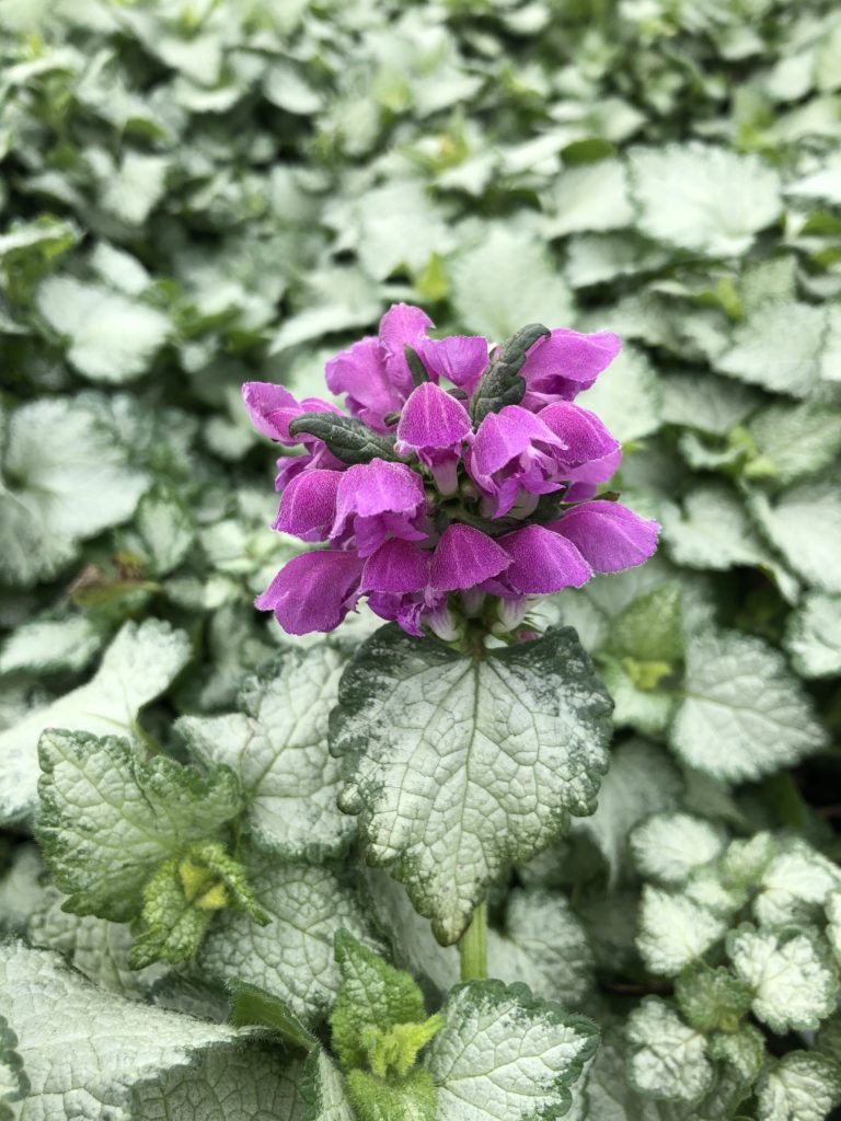 Lamium Lami Dark Purple