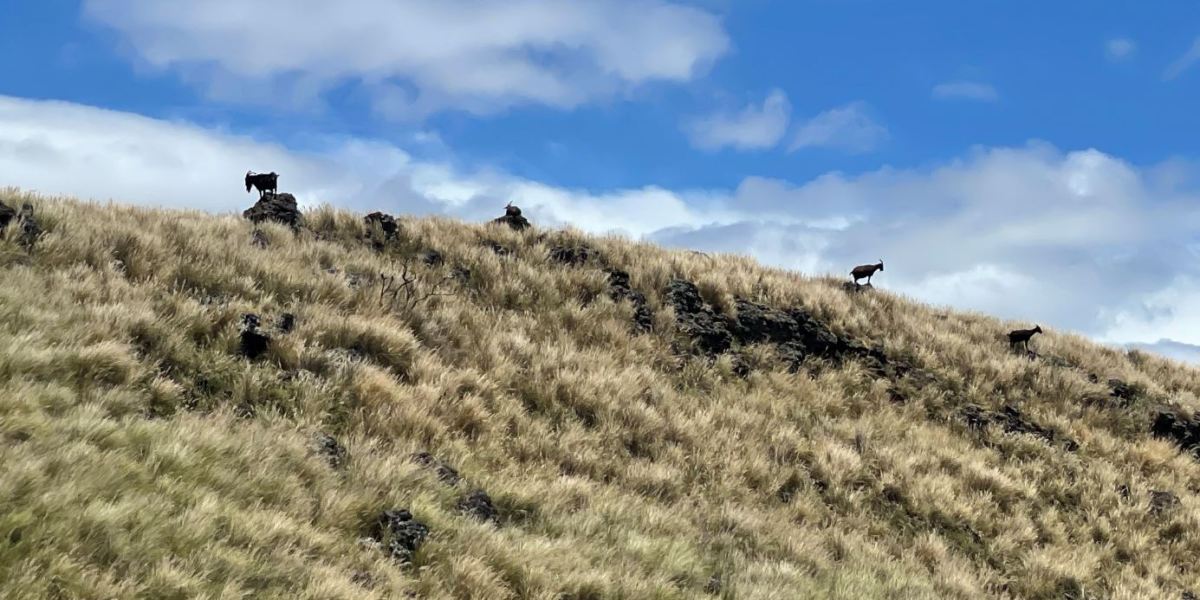 Hawaii goats