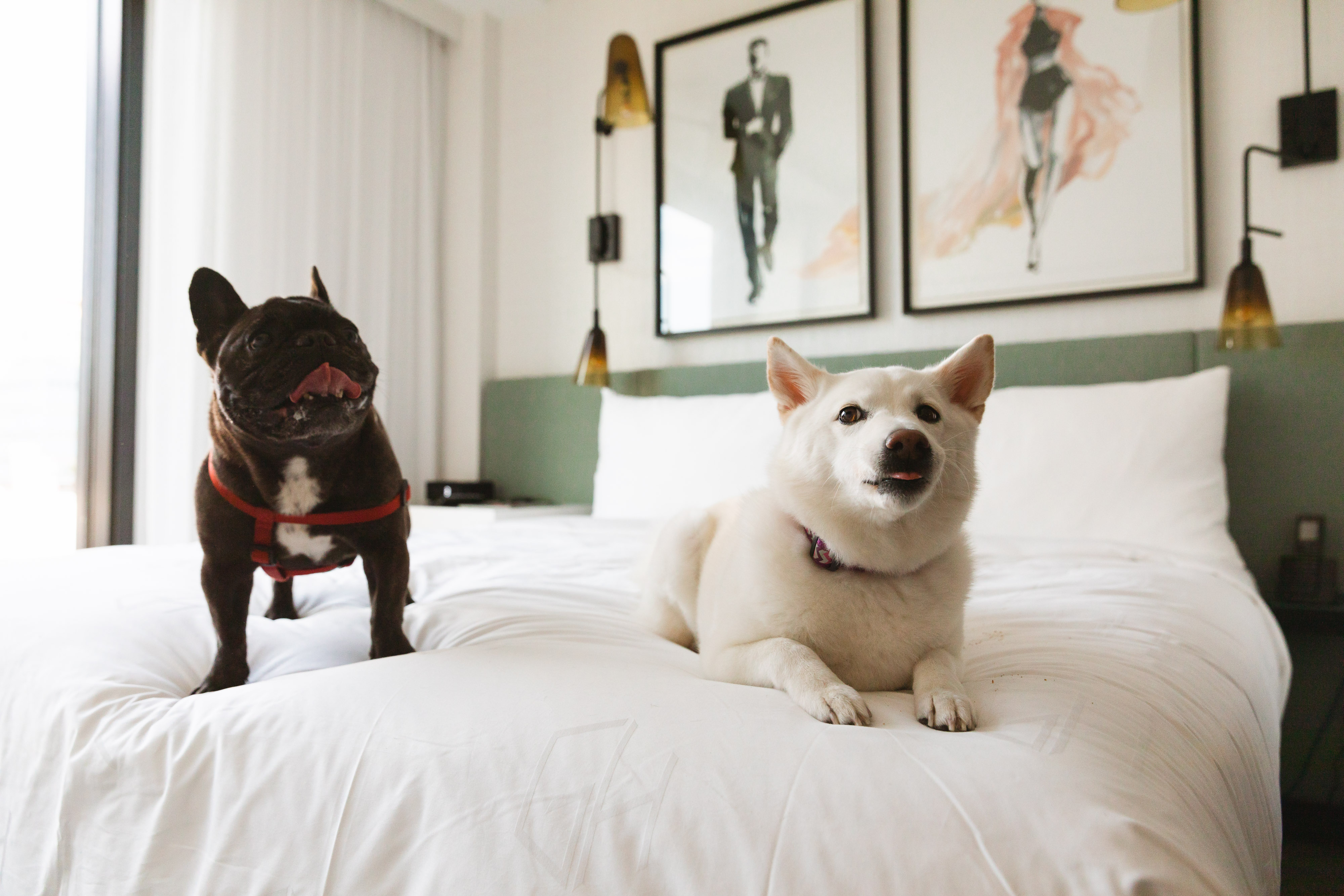 hollywoof-package_credit_-the-godfrey-hotel-hollywood