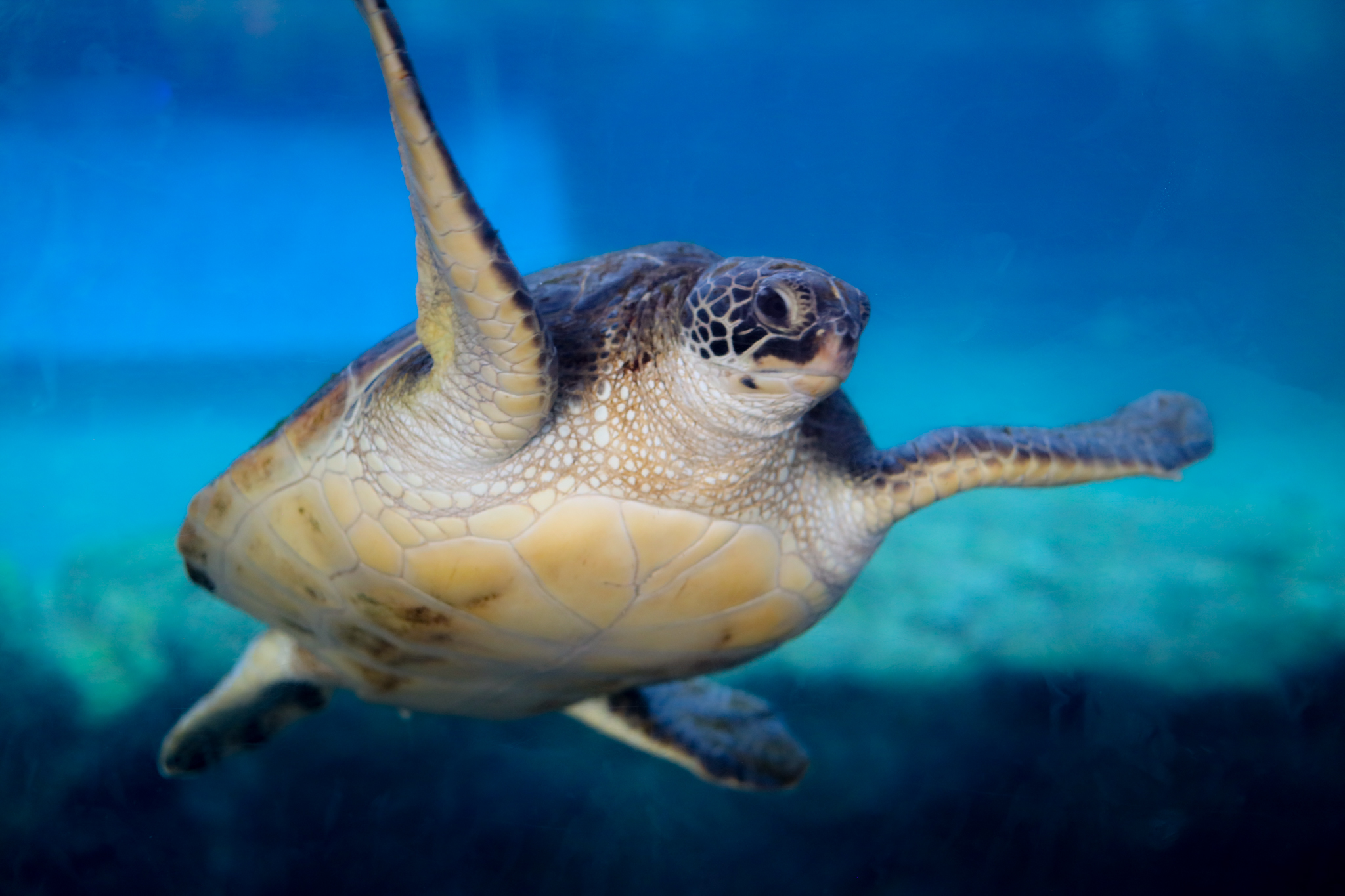 honu-25th-anniversary-event-sjb-march-2023-moc-64-copy