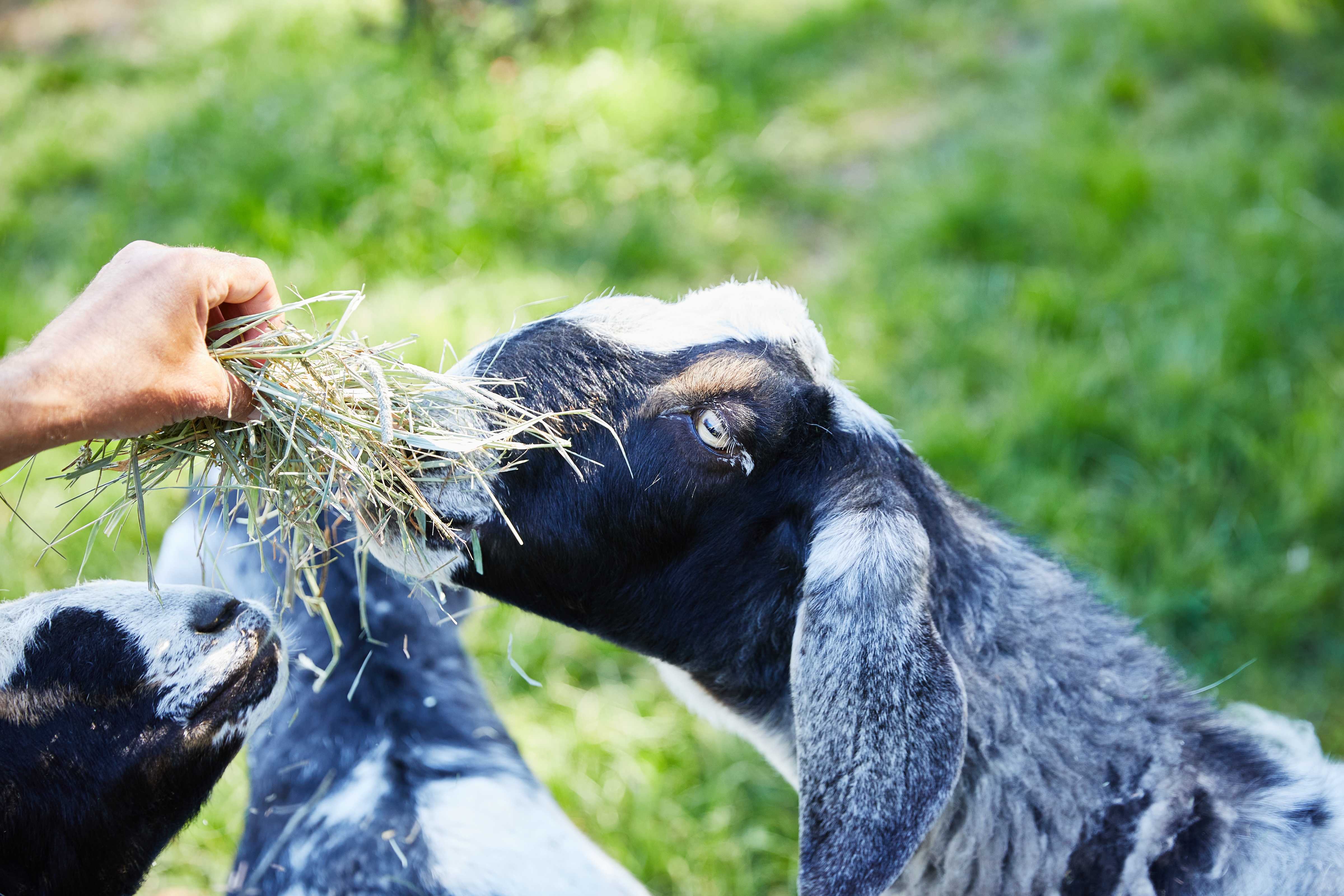 mar-vista-nubian-goats