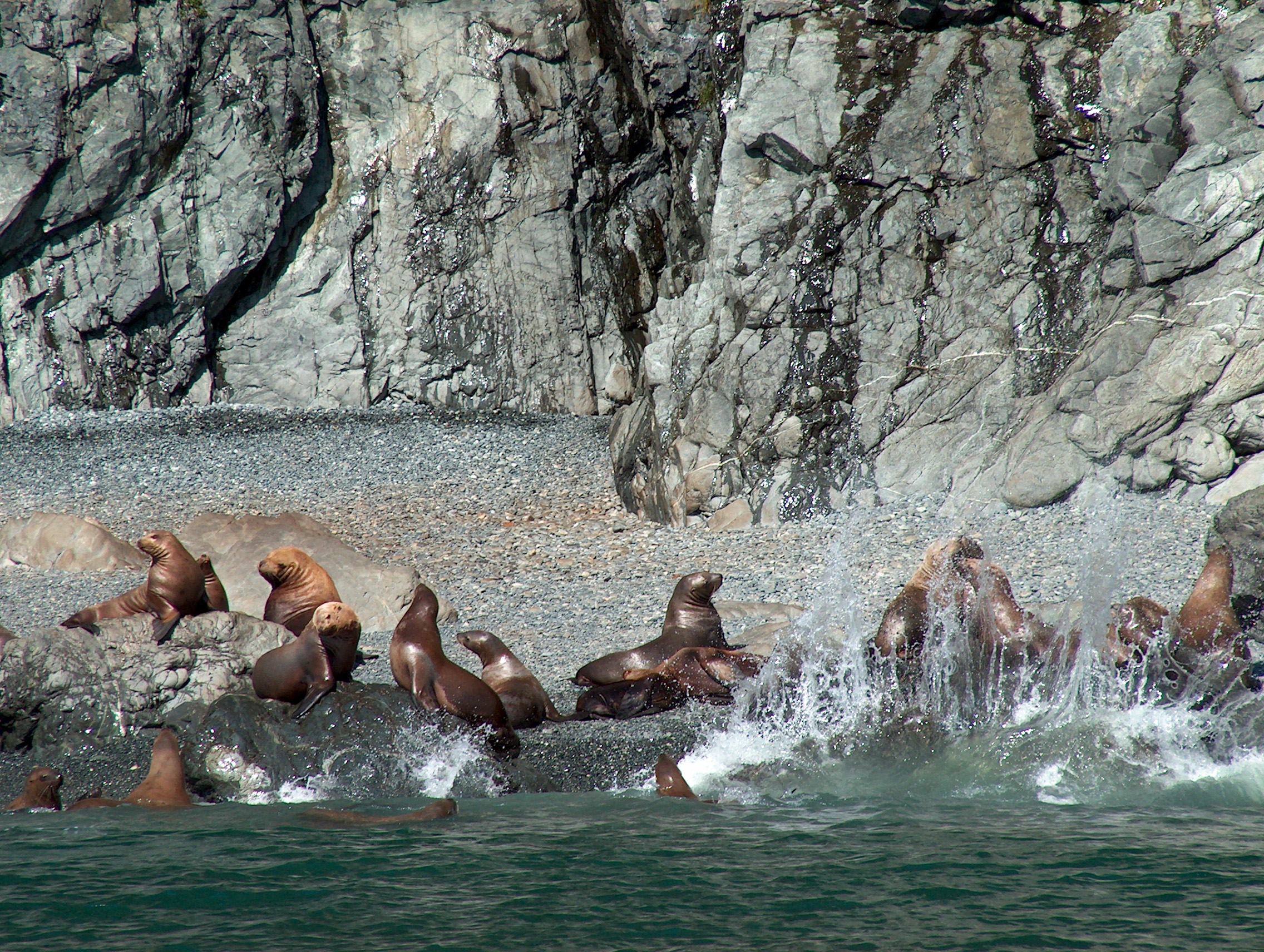 stellar-sea-lions-prince-william-sound-ak