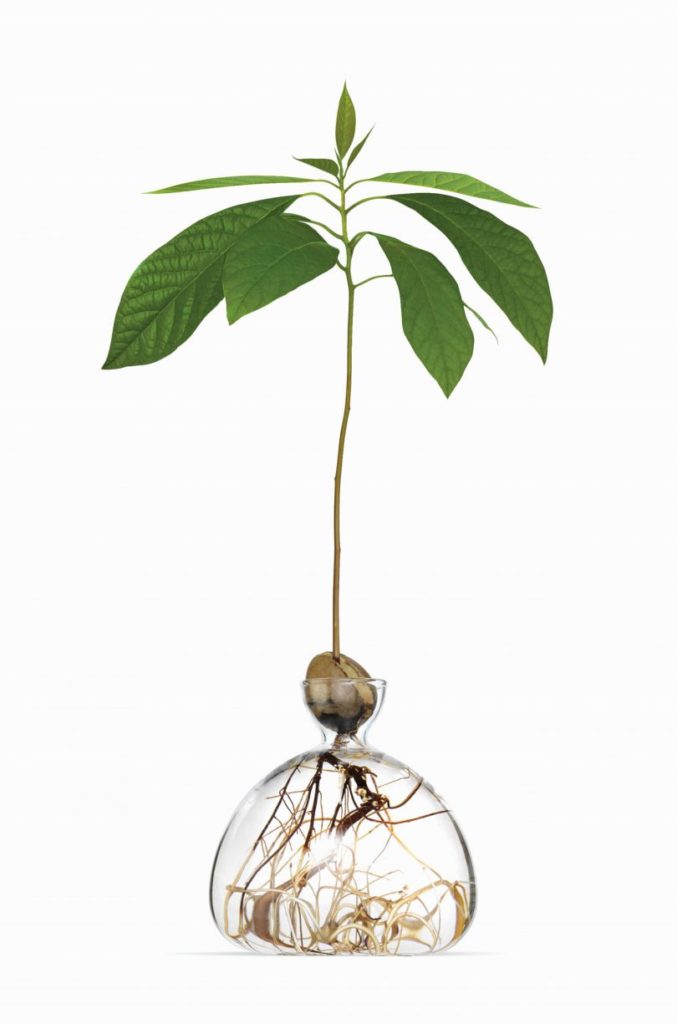 ilex studio avocado acorn vase