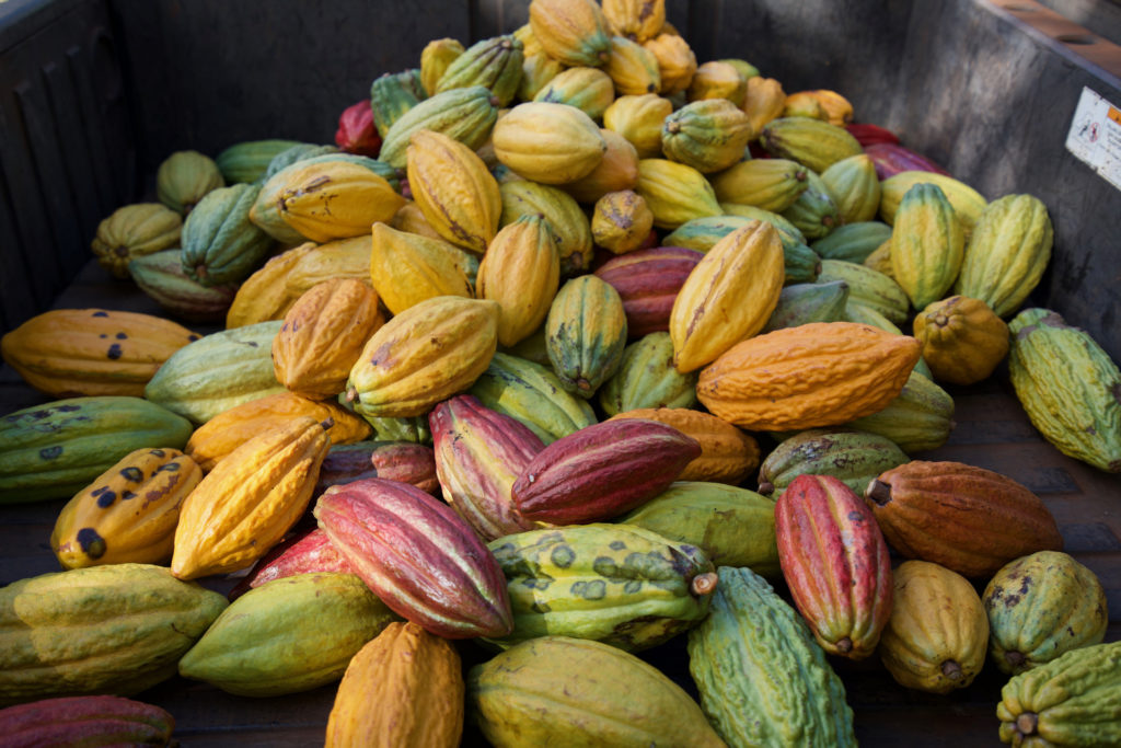 Maui Kuʻia Estate Chocolate cacao harvest