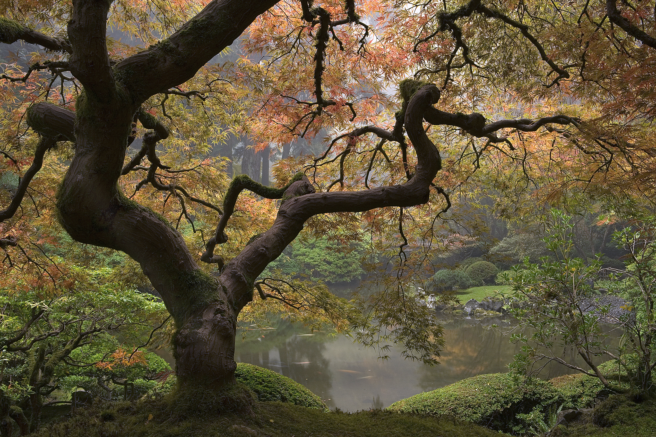 garden-fog
