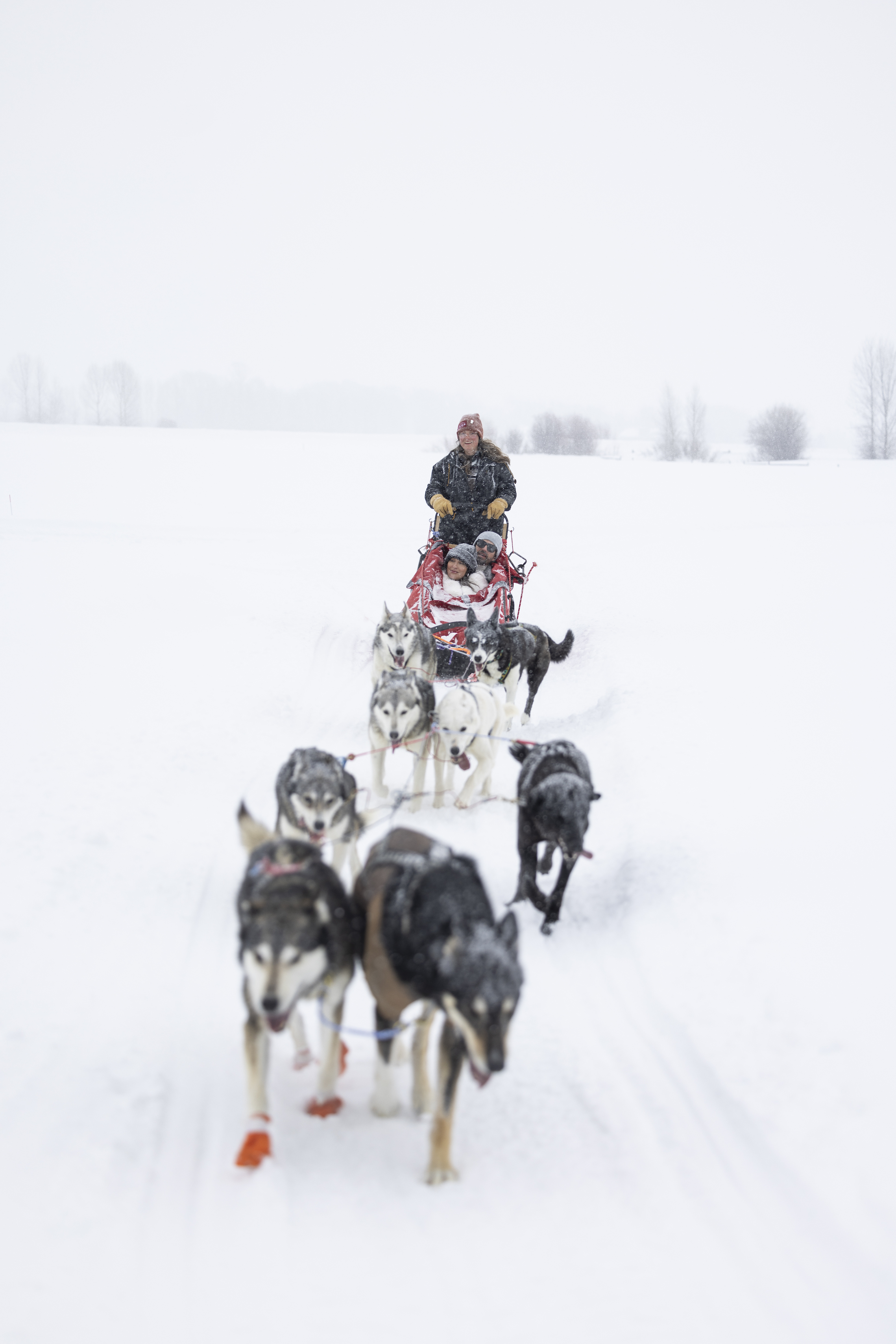 dog-sled-experience