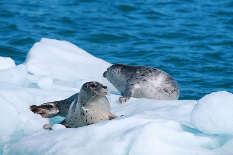 Stan Stephens Glacier & Wildlife Cruises