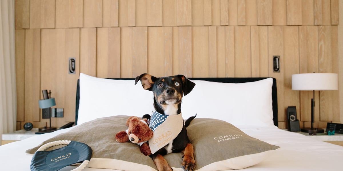 The Best Pet-Friendly Hotels in the West Have Everything from Doggie Tapas to Pooch-Inclusive Weddings