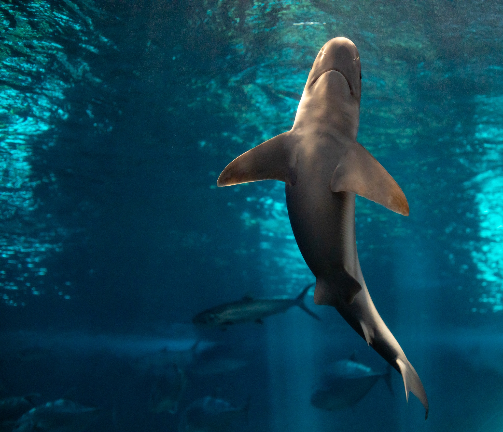 mano-vertical-25th-anniversary-event-sjb-march-2023-moc-copy