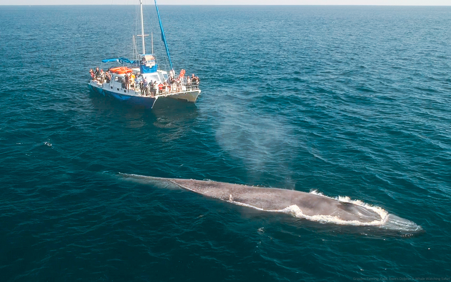 blue-whale