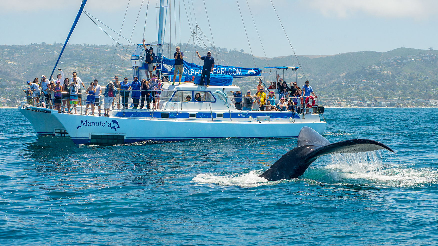 humpback-whale
