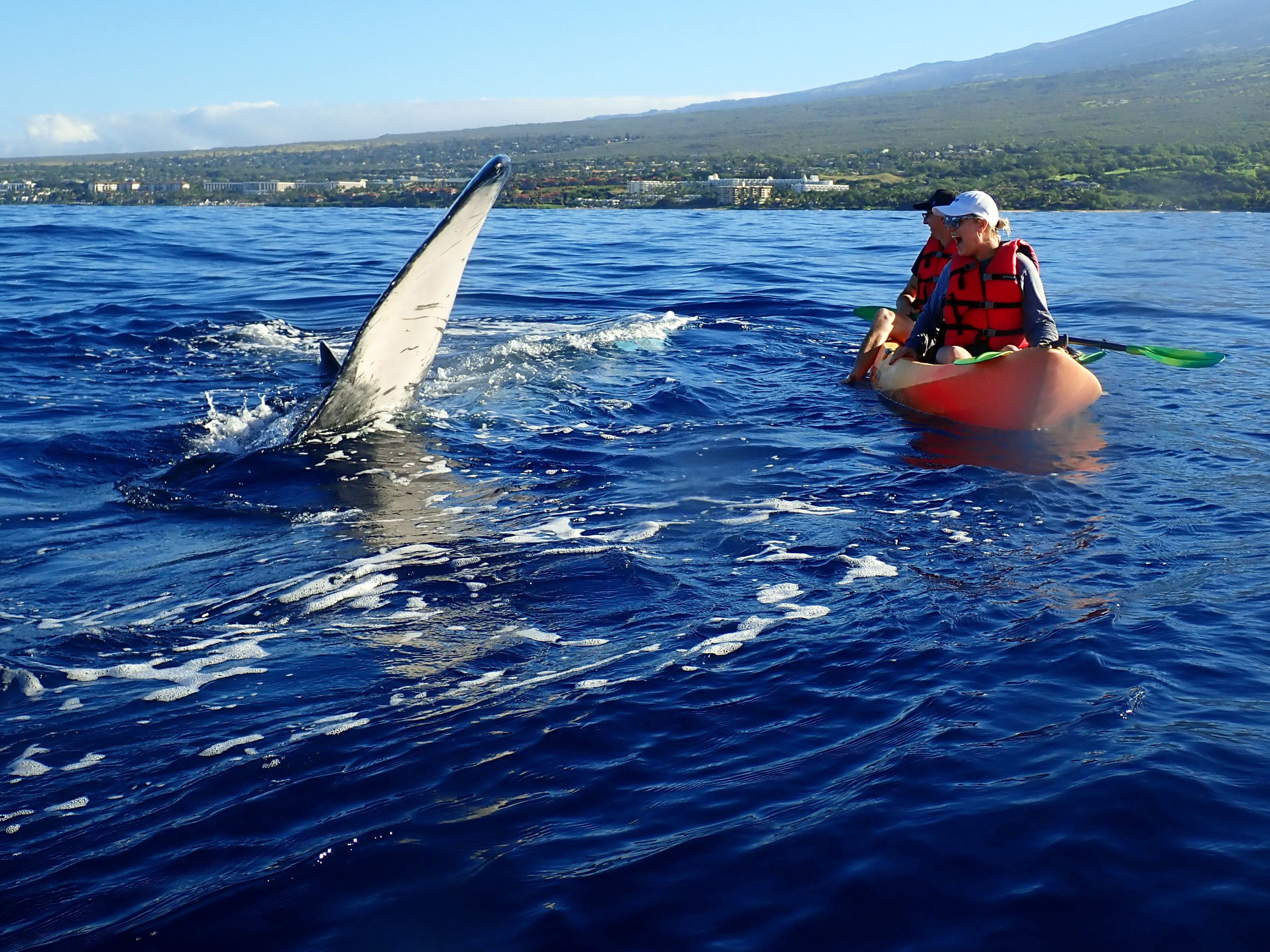 Maui Kayaking With Whales
