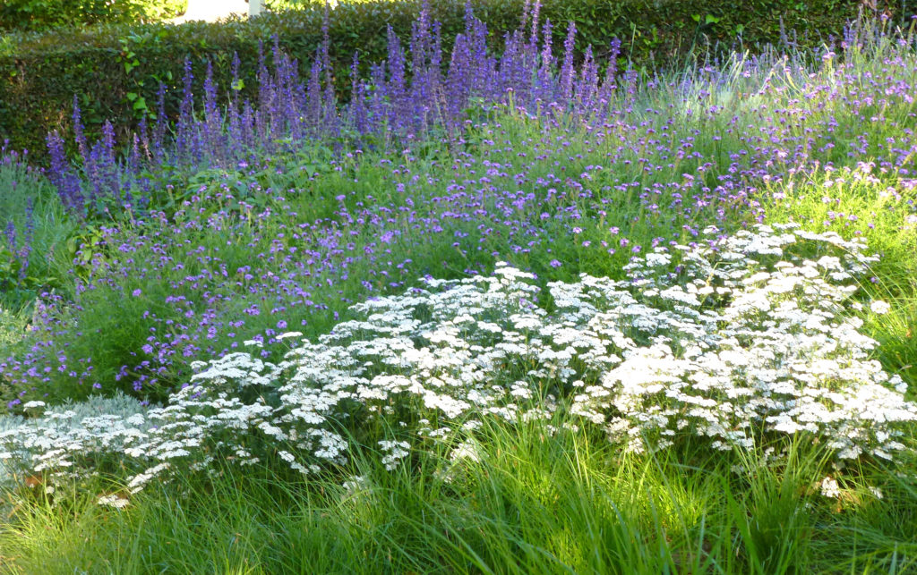 Meadow landscape with flowers