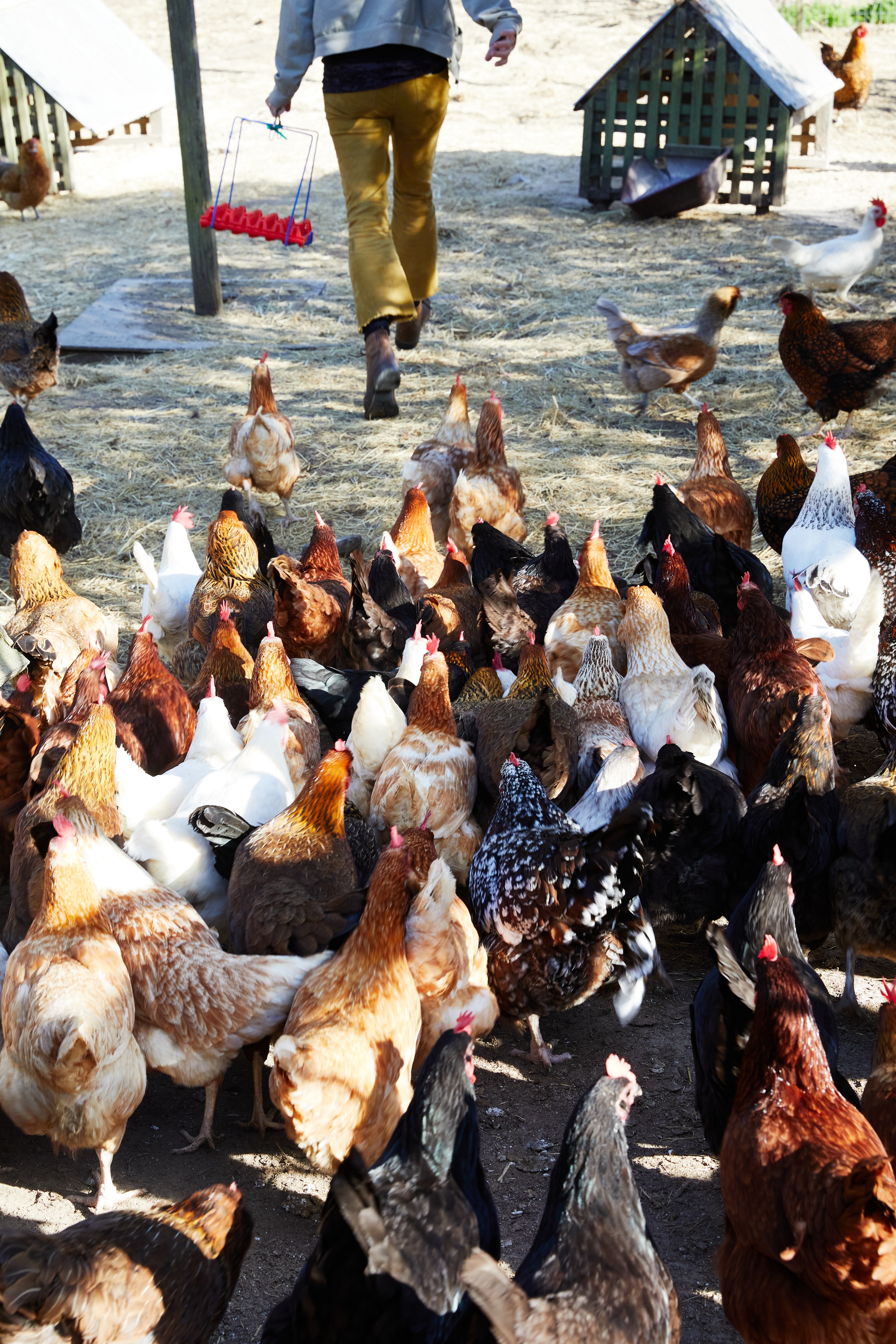 mar-vista-hens