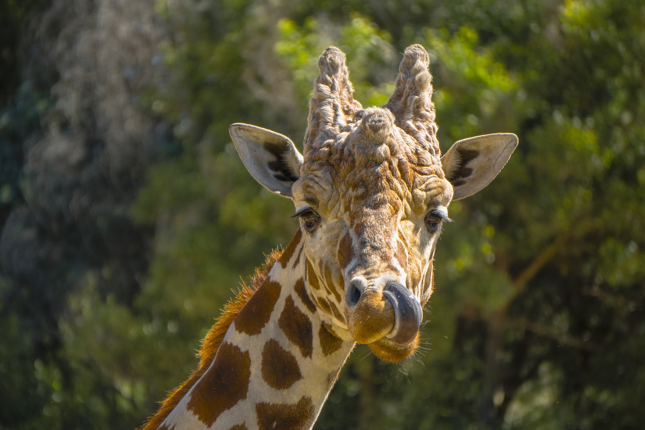 oaklandzoo_giraffe_02-jpg