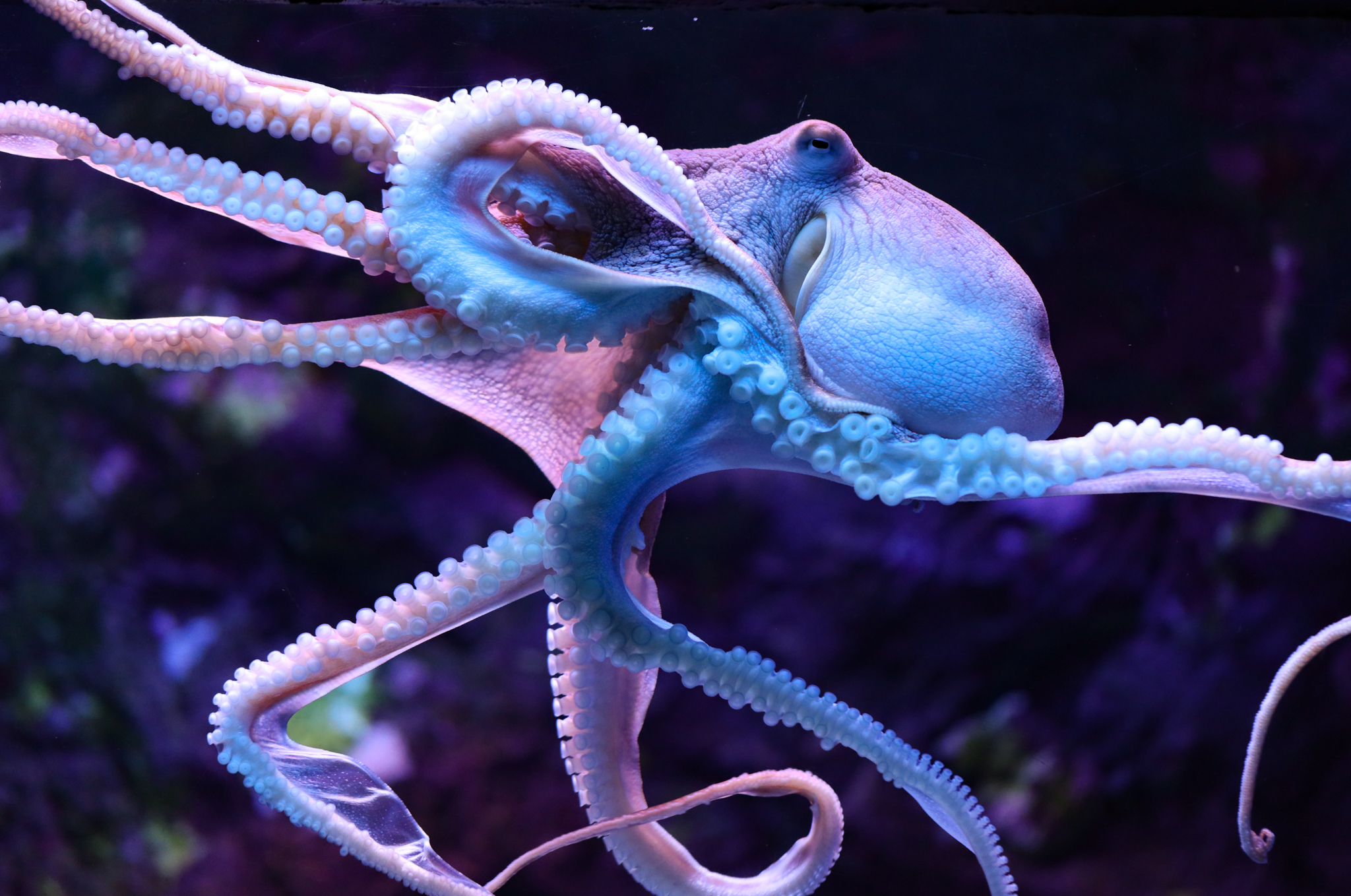 octopus-diagonal-sjb-march-2023-moc