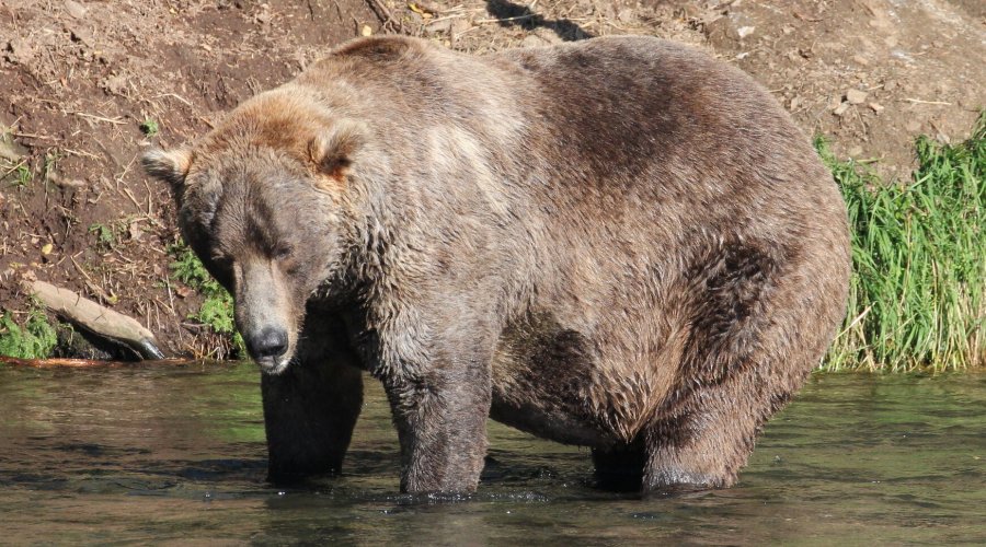 Fat Bear Week 2021 Is a Wrap—Meet Your Rotund Winner
