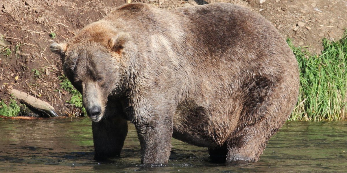 Fat Bear Week 2021 Is a Wrap—Meet Your Rotund Winner