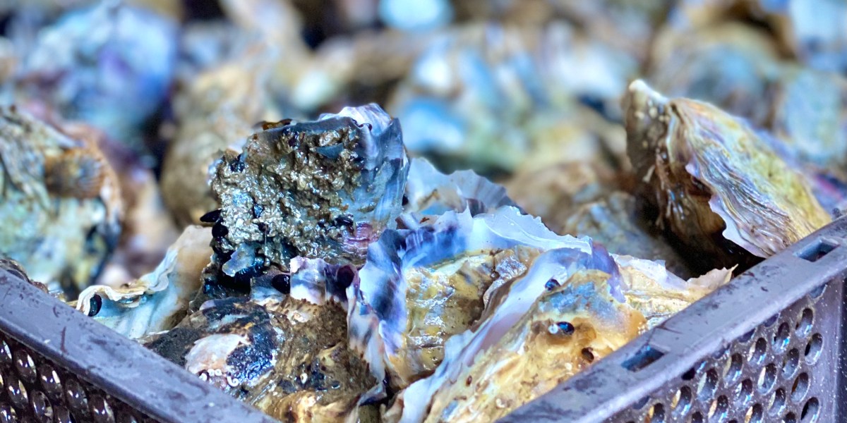 many osyters stacked in a crate