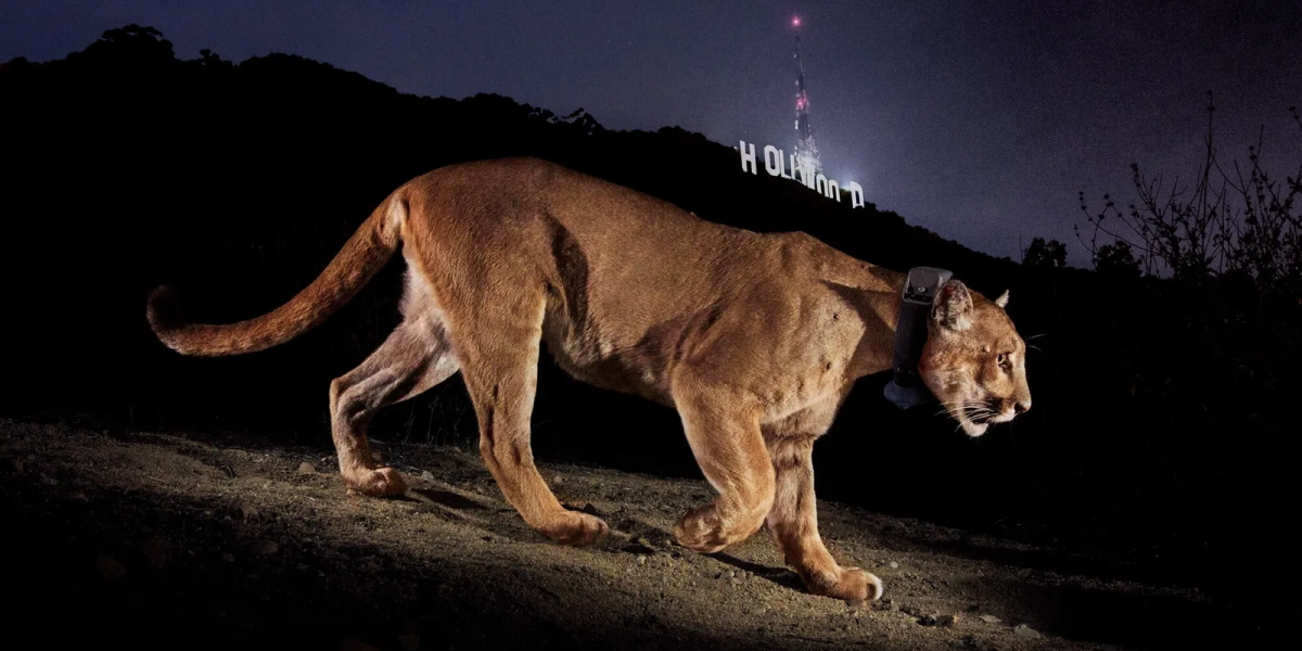 P-22 in front of the Hollywood Sign in Griffith Park (taken with remote camera).