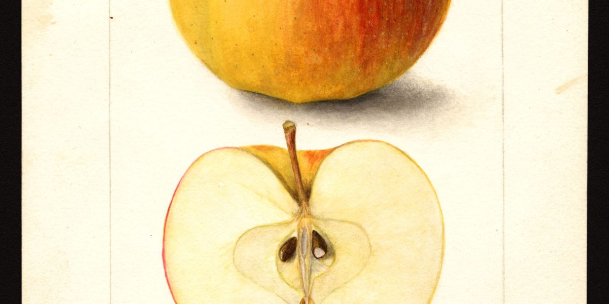 Long Thought Extinct, This Rare Apple Was Just Rediscovered