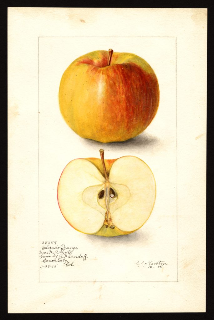 Long Thought Extinct, This Rare Apple Was Just Rediscovered