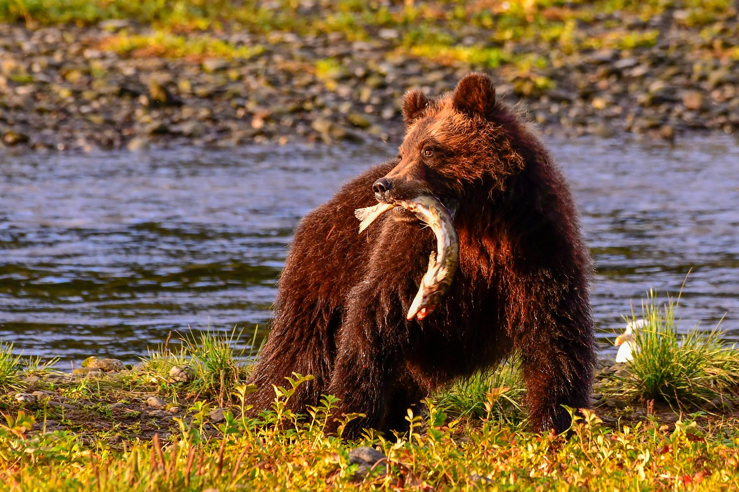 Pack Creek Brown Bear with Salmon
