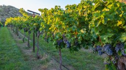 Page Spring Cellars Vineyards