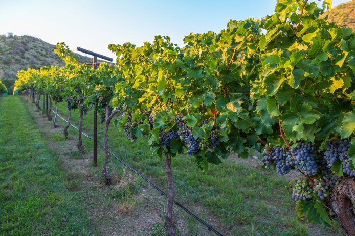 Page Spring Cellars Vineyards