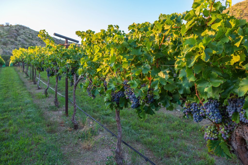 These Under-the-Radar Wine Regions Deserve a Visit