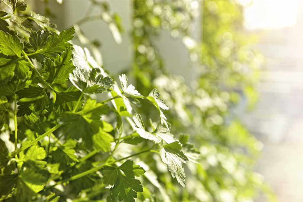 Hydroponic Hack: Lettuce Grow Farmstand Lineup